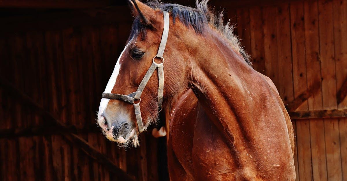 Optimalt hestefoder: Hvad skal din hest spise?